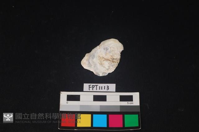 貝殼藏品圖，第1張