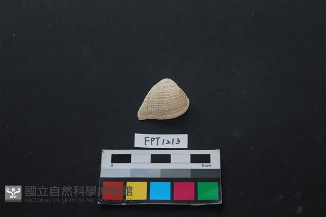 貝殼藏品圖，第1張