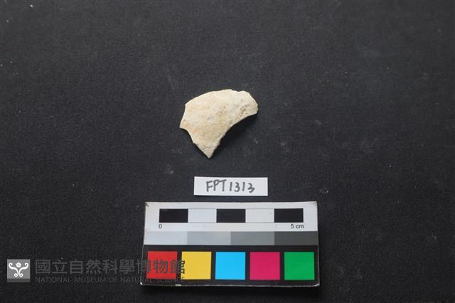 貝殼藏品圖，第1張