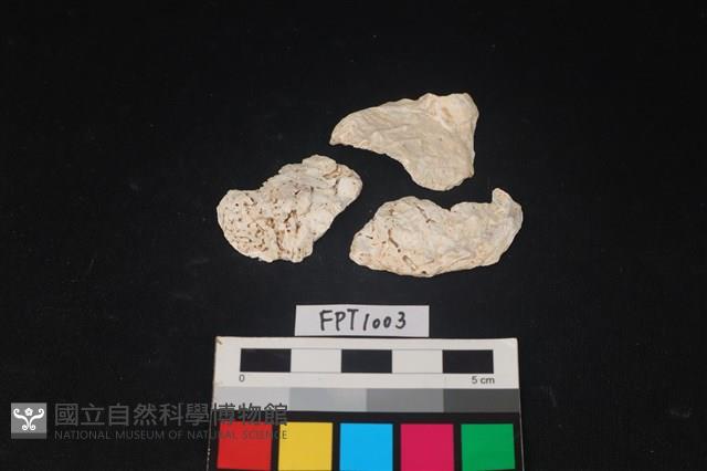 貝殼藏品圖，第1張