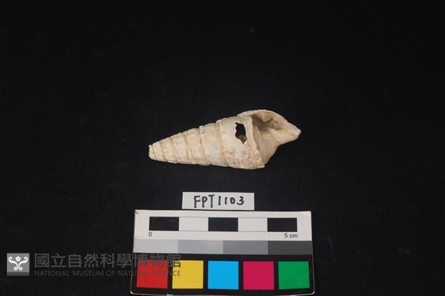 貝殼藏品圖，第1張