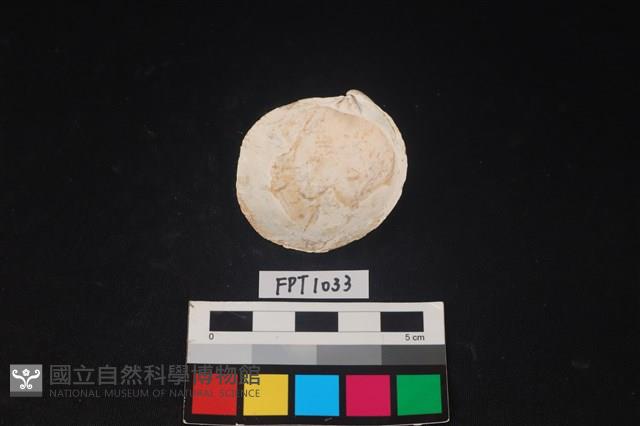 貝殼藏品圖，第1張