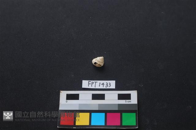 貝殼藏品圖，第1張