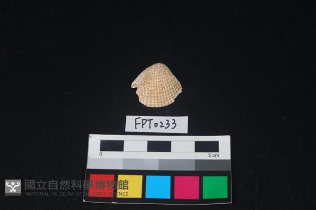 貝殼藏品圖，第1張