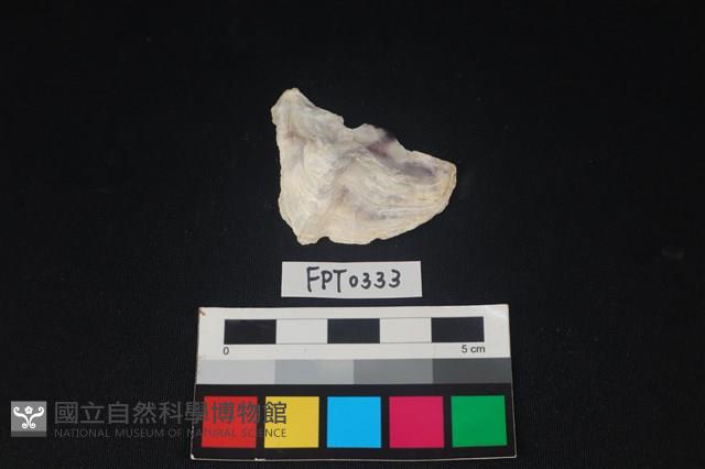 貝殼藏品圖，第1張