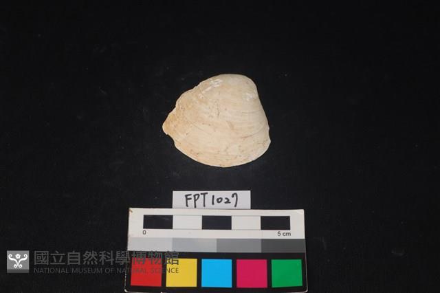 貝殼藏品圖，第1張