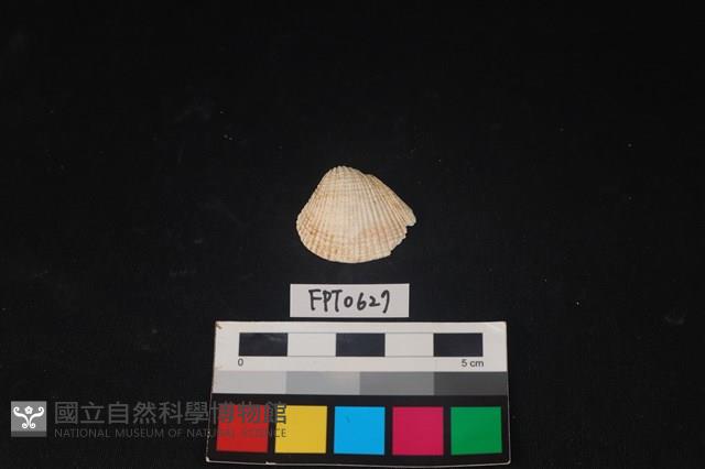 貝殼藏品圖，第1張