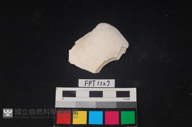 貝殼藏品圖，第1張