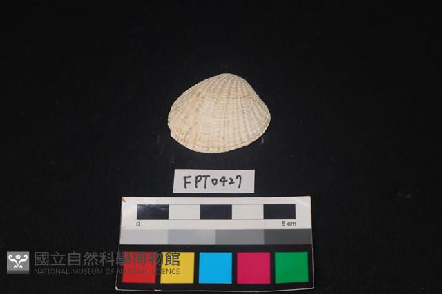 貝殼藏品圖，第1張