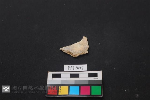 貝殼藏品圖，第1張