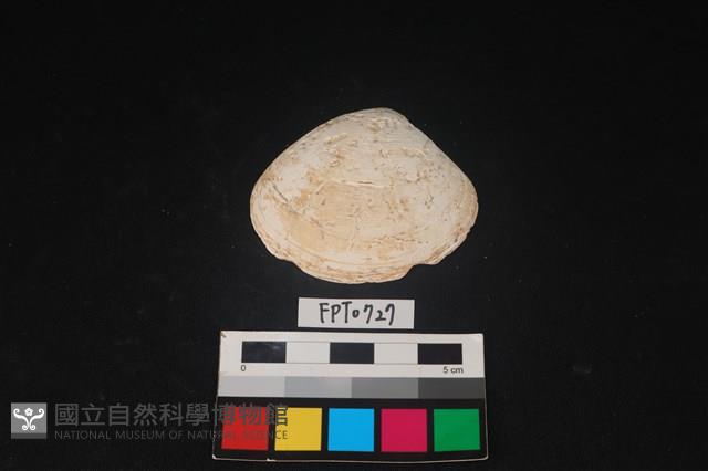 貝殼藏品圖，第1張