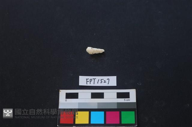 貝殼藏品圖，第1張