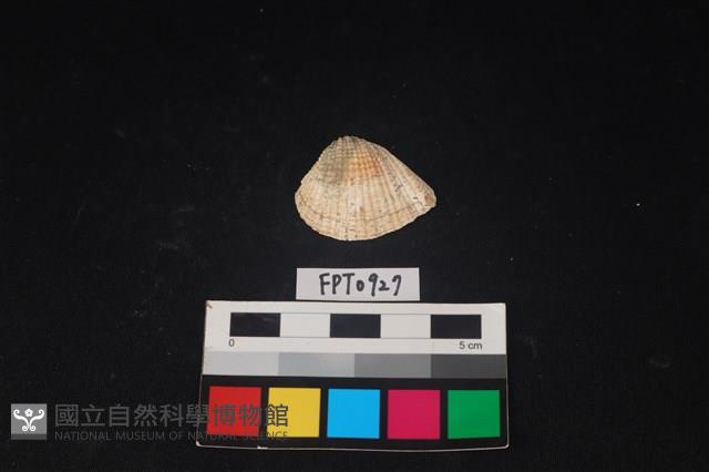 貝殼藏品圖，第1張