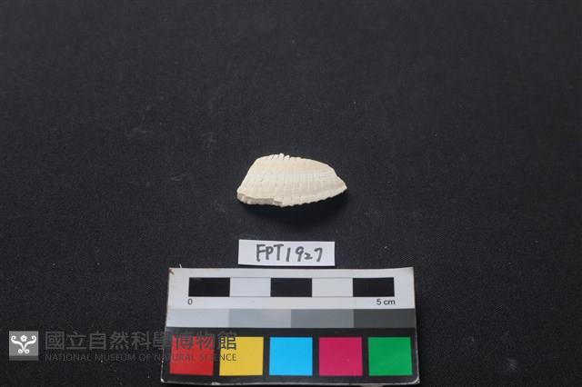 貝殼藏品圖，第1張