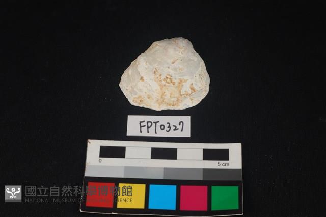 貝殼藏品圖，第1張