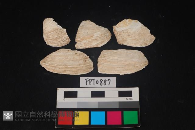 貝殼藏品圖，第1張