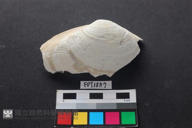 貝殼藏品圖，第1張