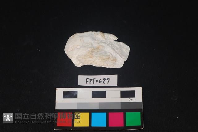 貝殼藏品圖，第1張