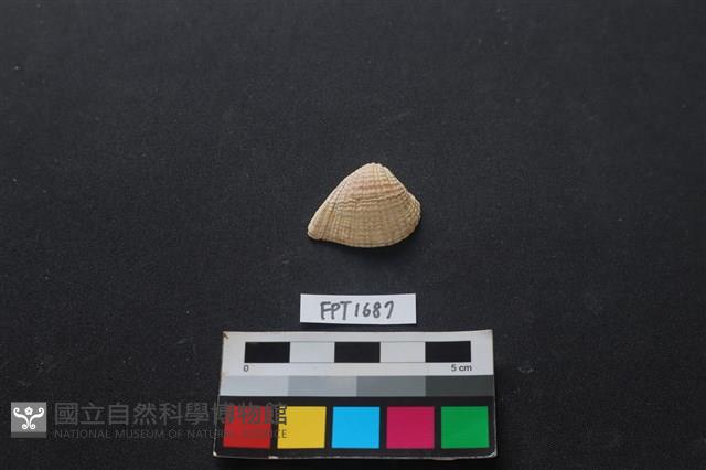 貝殼藏品圖，第1張