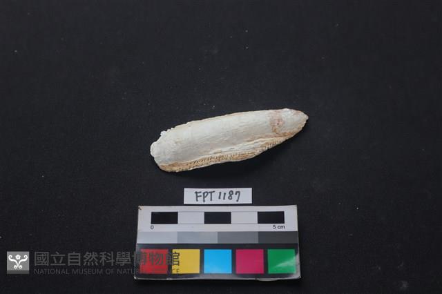 貝殼藏品圖，第1張