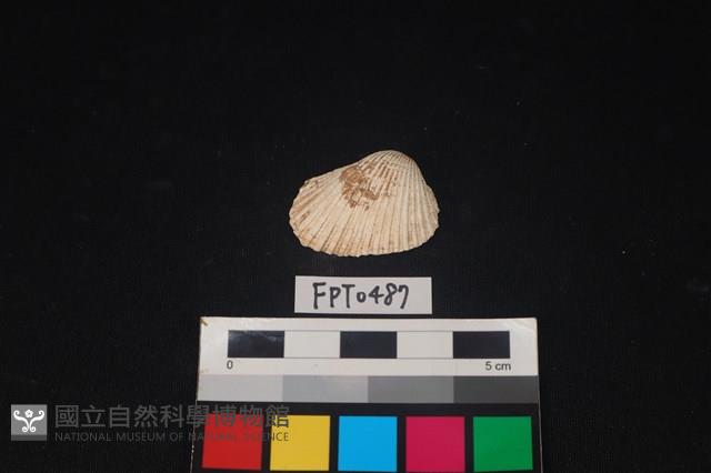 貝殼藏品圖，第1張