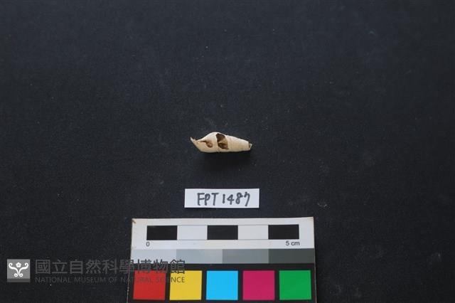 貝殼藏品圖，第1張
