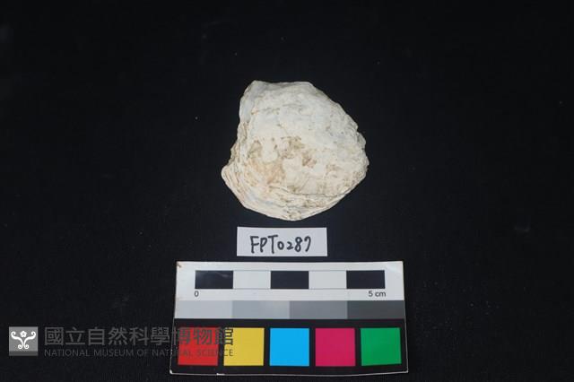 貝殼藏品圖，第1張