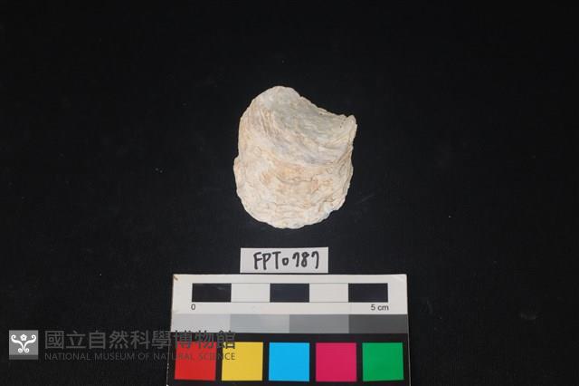貝殼藏品圖，第1張