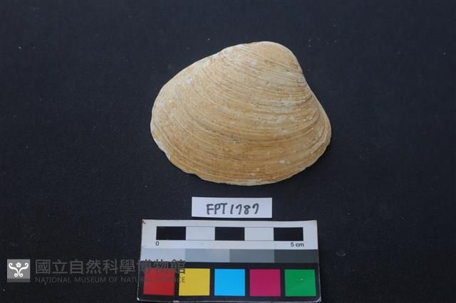 貝殼藏品圖，第1張
