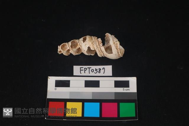 貝殼藏品圖，第1張