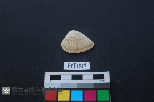 貝殼藏品圖，第1張