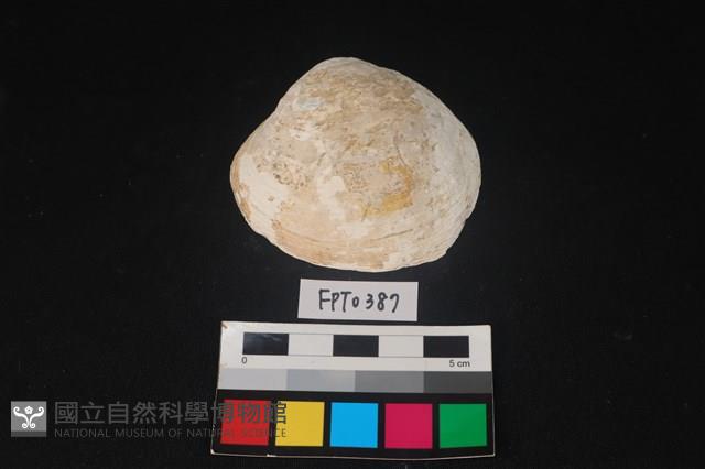 貝殼藏品圖，第1張