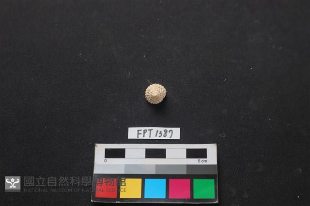 貝殼藏品圖，第1張