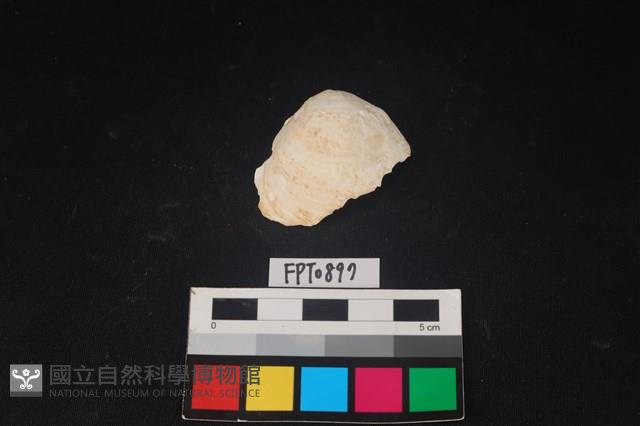 貝殼藏品圖，第1張