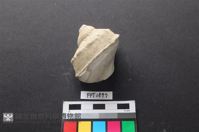 貝殼藏品圖，第1張