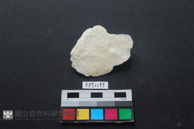 貝殼藏品圖，第1張