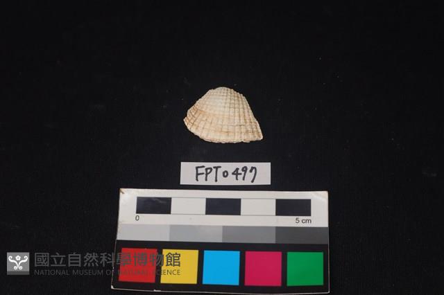 貝殼藏品圖，第1張