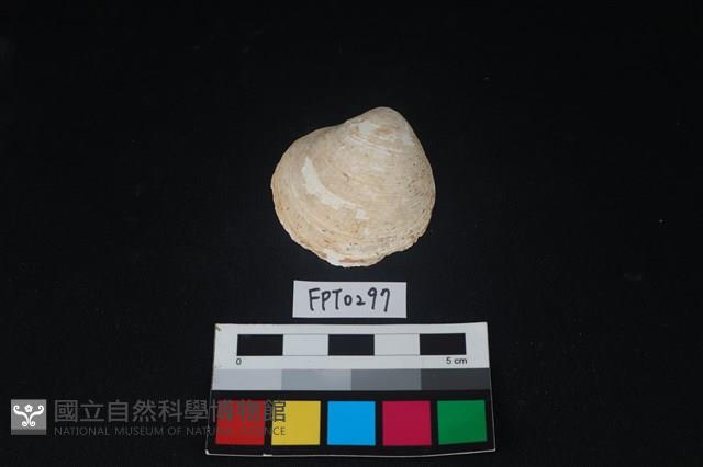 貝殼藏品圖，第1張