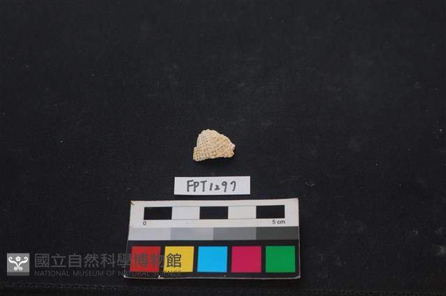 貝殼藏品圖，第1張