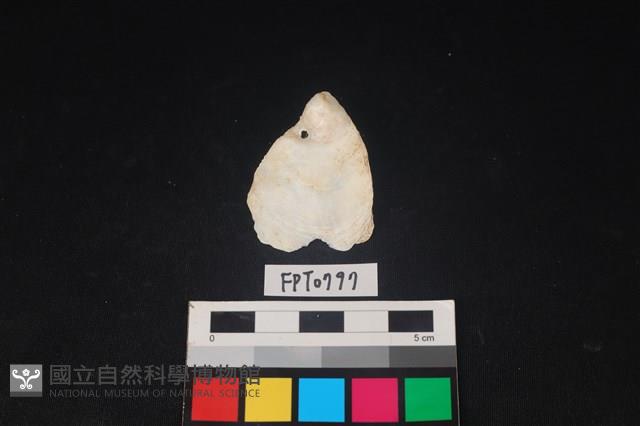 貝殼藏品圖，第1張