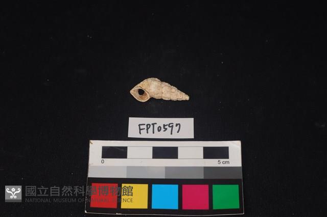貝殼藏品圖，第1張