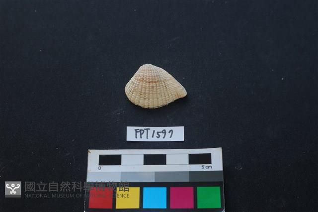 貝殼藏品圖，第1張