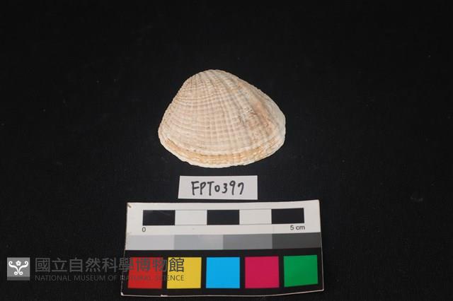 貝殼藏品圖，第1張