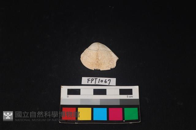 貝殼藏品圖，第1張