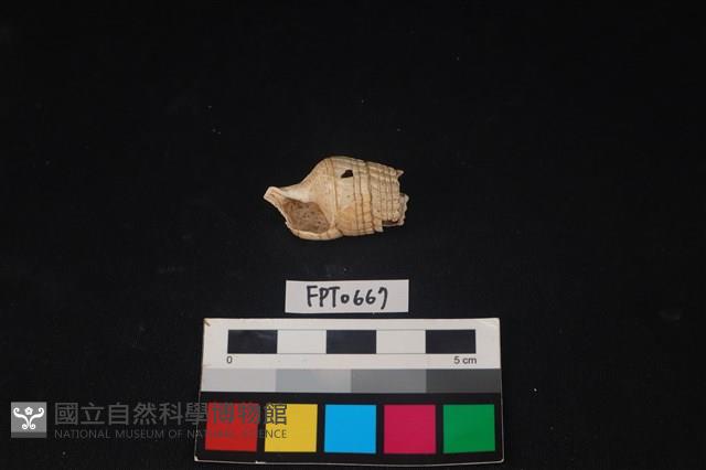 貝殼藏品圖，第1張