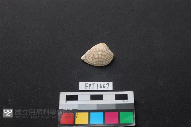 貝殼藏品圖，第1張