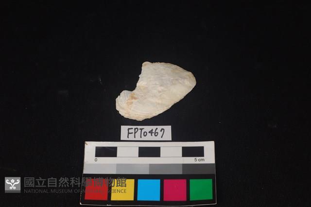 貝殼藏品圖，第1張