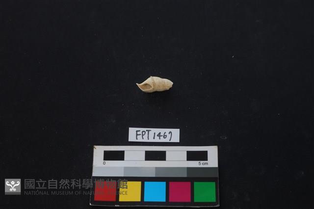 貝殼藏品圖，第1張