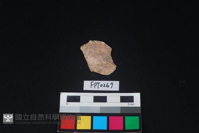 貝殼藏品圖，第1張