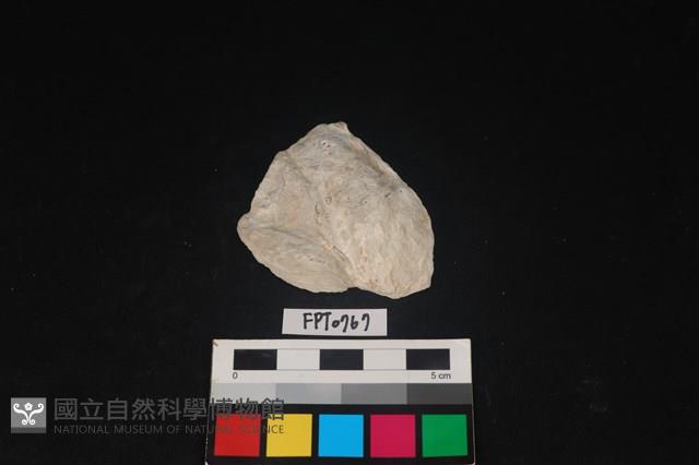 貝殼藏品圖，第1張